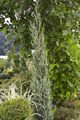 Juniperus scopulorum Silver Star Jałowiec skalny